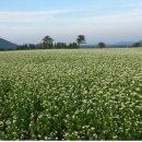 성읍리-28 이미지