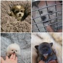 아이러브독 강아지분양 부천점 | 부천 강아지분양, 사랑스러운 새 가족 맞이하는 행복한 순간!