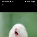 펫엔글라이더 인천점 이미지