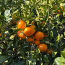 태수농장 | 제주 귤따기 체험 자파리 감귤체험장 내돈내산 후기 서귀포 가볼만한곳