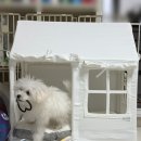 위드미펫살롱 | 펫초이스 강아지 하우스 댕피스텔 내돈내산 구매 솔직후기