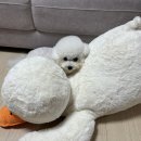 포엘몽 이미지