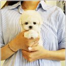 퍼피로그 강아지분양 창원점 이미지