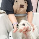 로얄 펫살롱 이미지