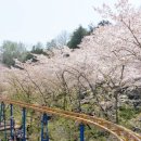용봉마을회관 | 광주 벚꽃 명소 TOP 30, 봄을 놓치지 마세요!