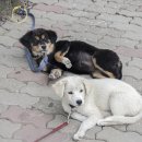 제주블랑 이미지