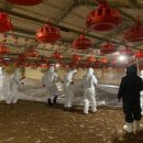 큰닭농장 이미지