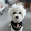 포엘몽 | [이소미 생활] 구리 애견샵 포엘몽ㅣ구리 애견미용샵ㅣ비숑 중성화 수술 후기ㅣ구리 동물병원 추천