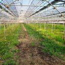 일비농장 이미지