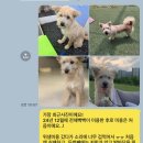 복슬 강아지 | 우리집~강아쥐는~복슬강아지 ( 송천동 마이멍멍 • 송천동 애견미용 )