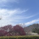 가볼만한곳 매화 명소 추천 달성군 화원읍 남평문씨본리세거지 (인흥마을) + 전국 벚꽃개화시기 예측지도