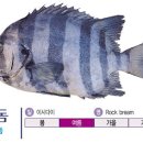 돌돔 (줄돔) 이미지