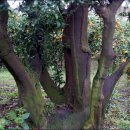 광령귤나무 이미지