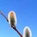 꽃보다 강쥐 이미지