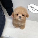 퍼피몽 네이버블로그