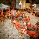 가마솥산장가든 이미지