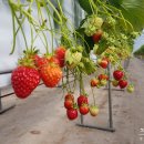 교천농장 이미지