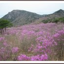 본관 시조 (조상) 알아보기 이미지