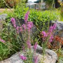 아라뜰2호점 이미지