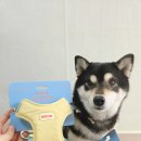 민트도그 | 강아지 X자하네스 바잇미 컴포트 하네스 버전2 옐로민트 후기