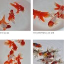 다루아쿠아 이미지