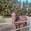 구유목장 이미지