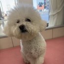 우리 애견 미용실 이미지