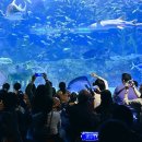 아쿠아리움 이미지