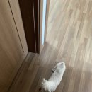 클로버 애견미용 이미지