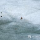 밭에 일을 할 때는 밝은 옷을 입읍시다. (살인진드기 피해 예방법) 2 이미지