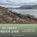 원동로 | 양산 순매원 원동 매화축제 3월 실시간 후기 주차