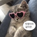결혼준비카드 현대카드 더핑크 발급 후기 및 edition2 비교(국제 직접수령, 멕마웨 이벤트)