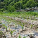 사포농장 이미지