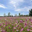 당남리섬농업단지이동식화장실2 | 경기도 여주 가볼만한곳 당남리섬 코스모스, 핑크뮬리 실시간 주차정보