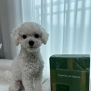 로니펫 | 강아지 비건간식 추천 :: 킨에뜨 3종 페페로니펫 비건용품 후기