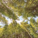 대나무랜드 이미지