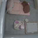 도그캐슬 이미지