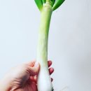 다래야채