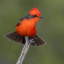 Vermilion flycatcher 이미지