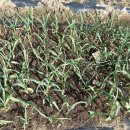 웰빙농장 이미지