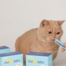 펫스미스 이미지