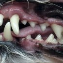 다산아이동물병원 이미지