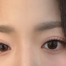 클라라애견 이미지