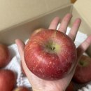 제철과일 부사사과 꿀사과 과일후기 정담아 농원 부사사과 특징