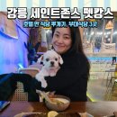 Tree Pet(트리펫) | 강릉여행 세인트존스 '펫캉스' 완벽 정복! 호텔 안에서 3끼 해결(포이푸, 트리밀스, 강문주막)