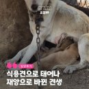 법인행복한농장 | [유기견 입양 후기] 식용견으로 태어난 아이들이 가족을 만났습니다.