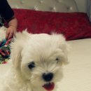 사랑방켄넬 이미지