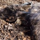 국립공원공단 국립공원야생생물보전원 북부보전센터 이미지