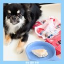 혼자멍냥 이미지