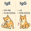 베이동물병원 | 피부진료 병원 선택 이유와 알러지검진 실제 후기 공개